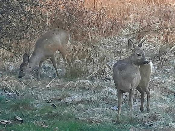 Rehe hinter dem Haus