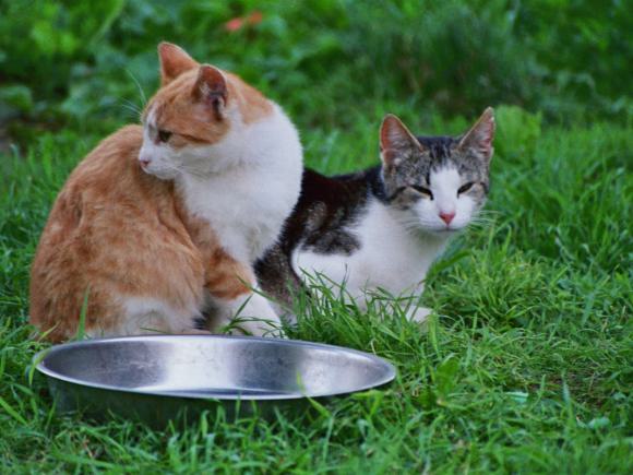 Unsere Katzen
